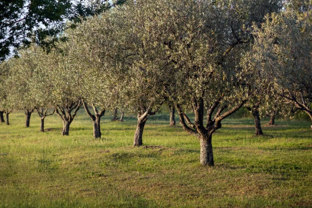 Zeytin Yaprağının Faydaları